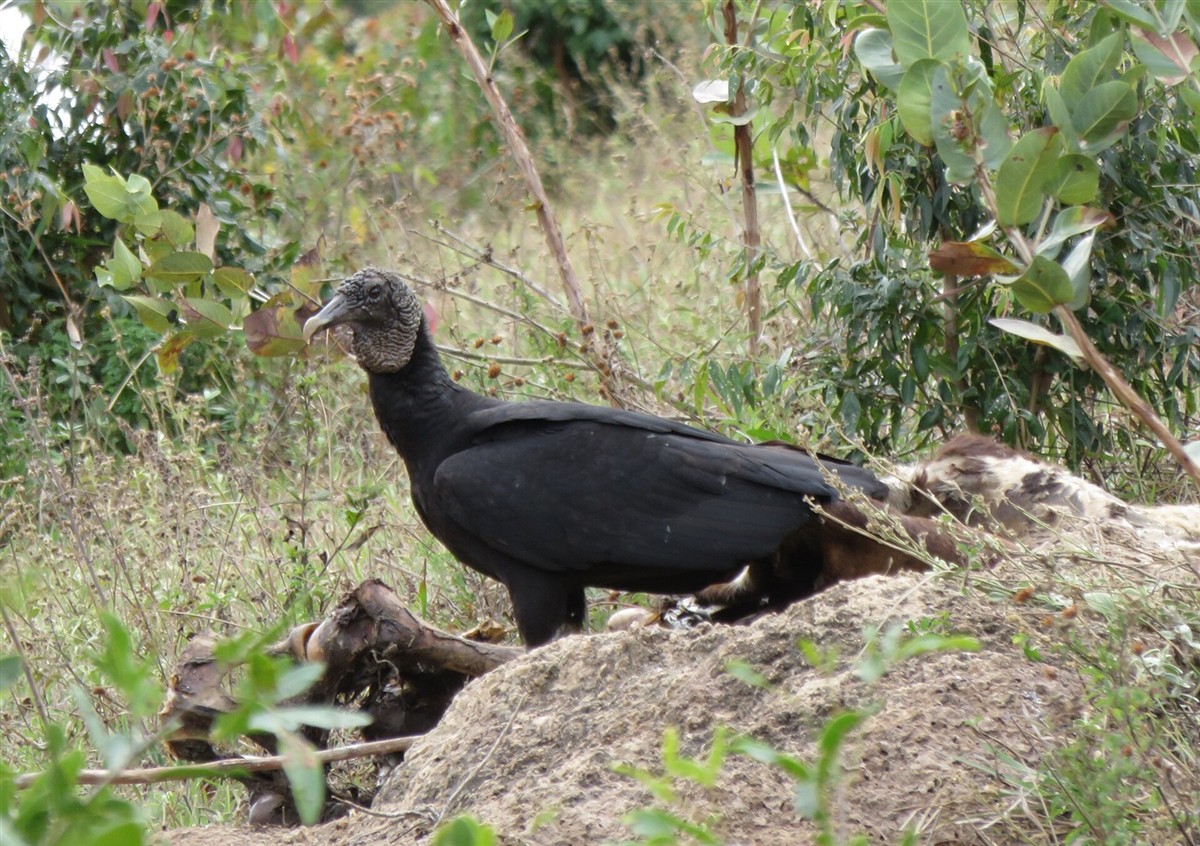 Urubu-preto pousado em galho com vegetação desfocada ao fundo